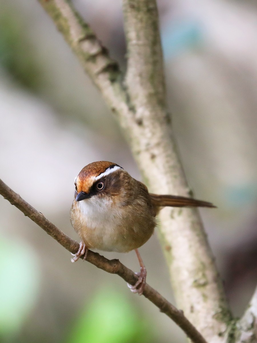 Rusty-capped Fulvetta - ML409182961