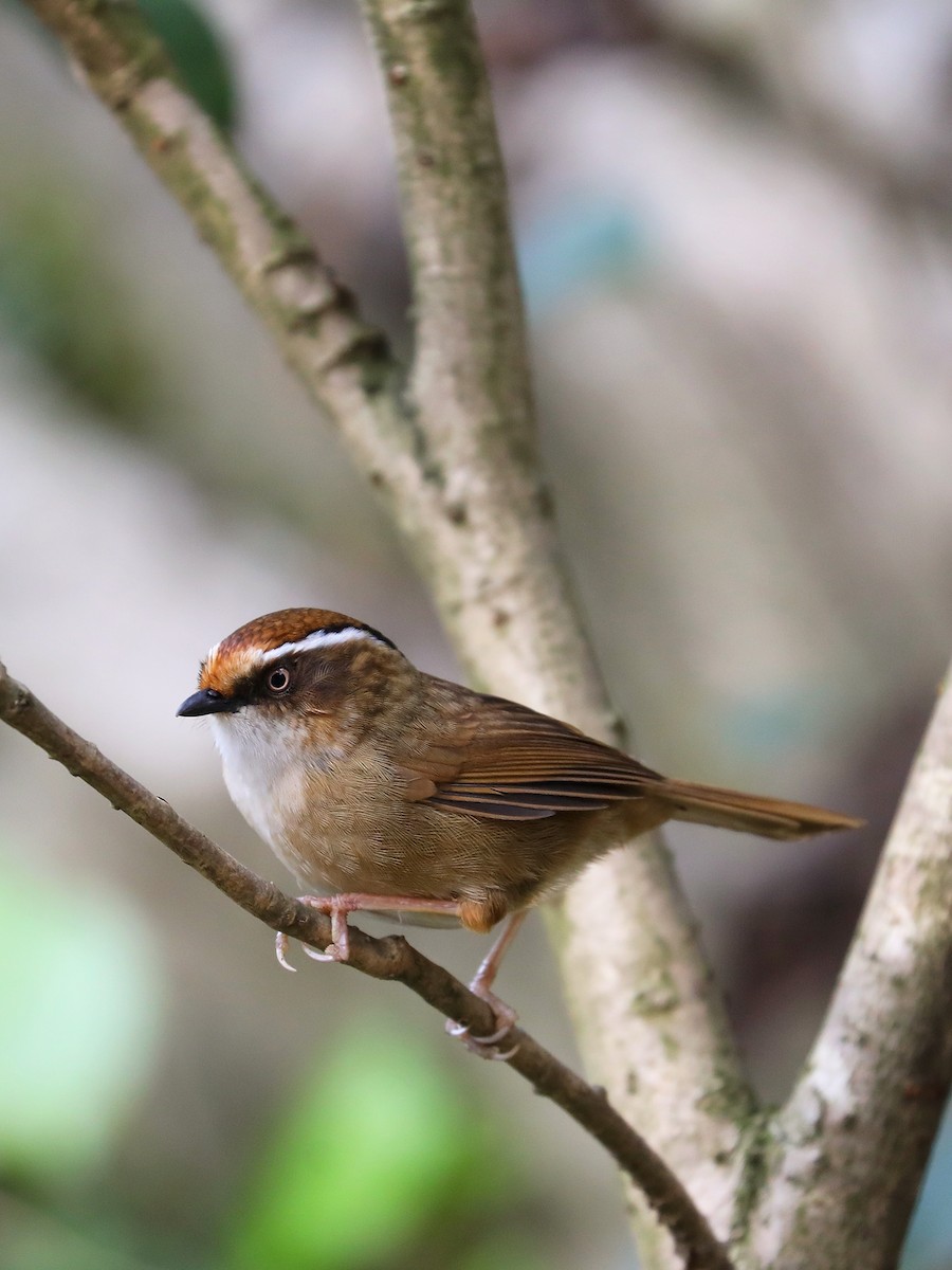 Rusty-capped Fulvetta - ML409183021