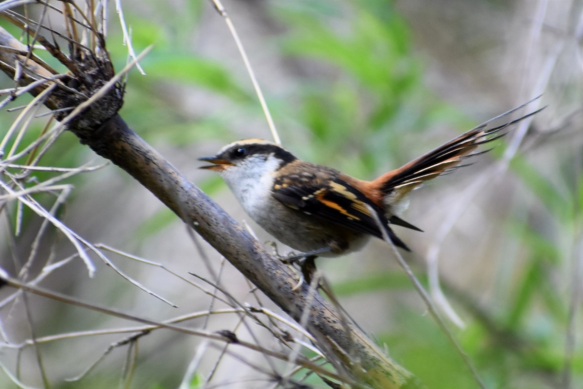 Thorn-tailed Rayadito - ML409183531