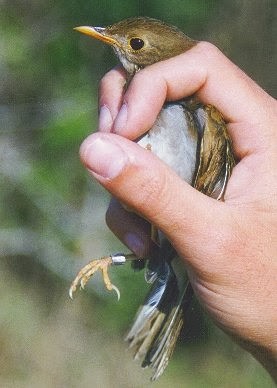 Orange-billed Nightingale-Thrush - ML409183701