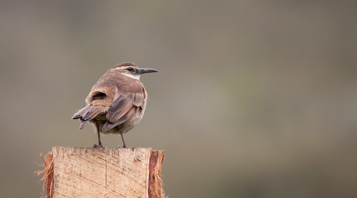 Stout-billed Cinclodes - Ian Davies