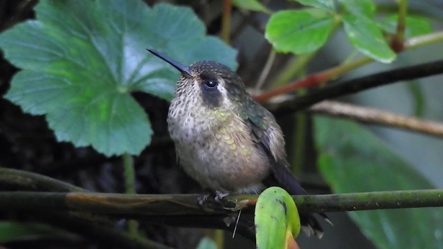 Schwarzohrkolibri - ML409184921