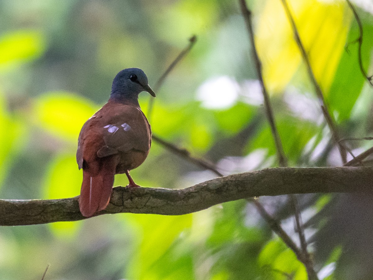 Blue-headed Wood-Dove - ML409185491