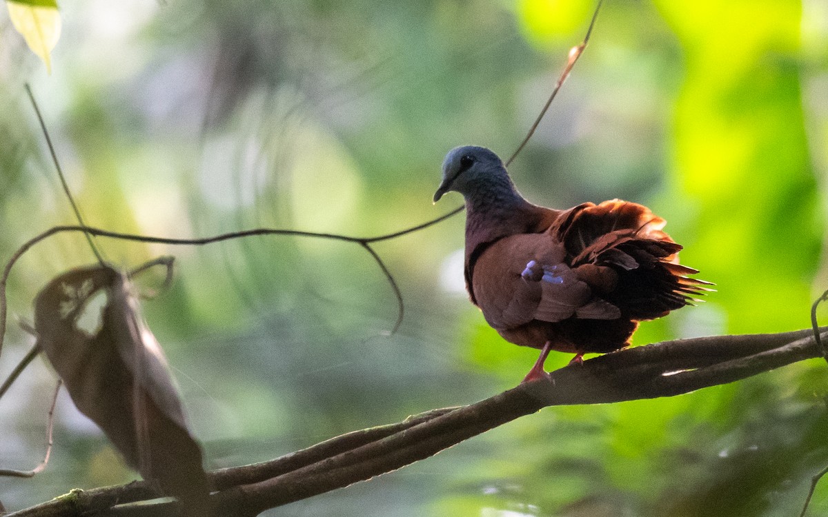 Blue-headed Wood-Dove - ML409185511