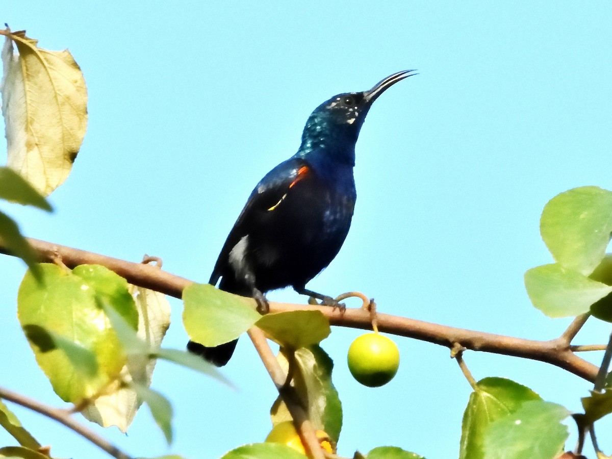 Purple Sunbird - ML409186951