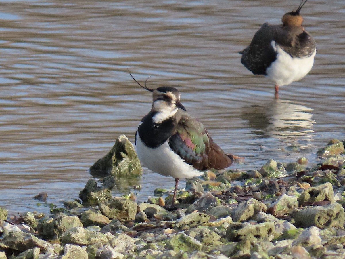 Northern Lapwing - Stephen Younger