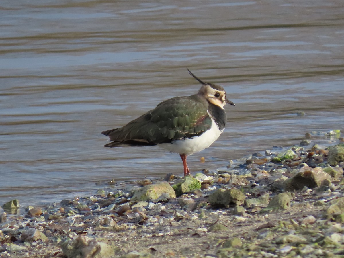 Northern Lapwing - Stephen Younger