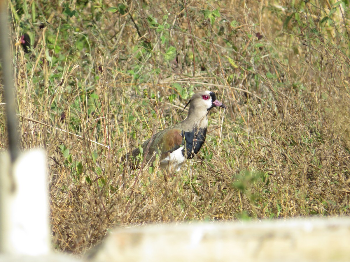 Southern Lapwing - Scarlet  Cordero Seijas