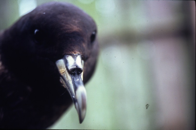 White-chinned Petrel - ML409188481