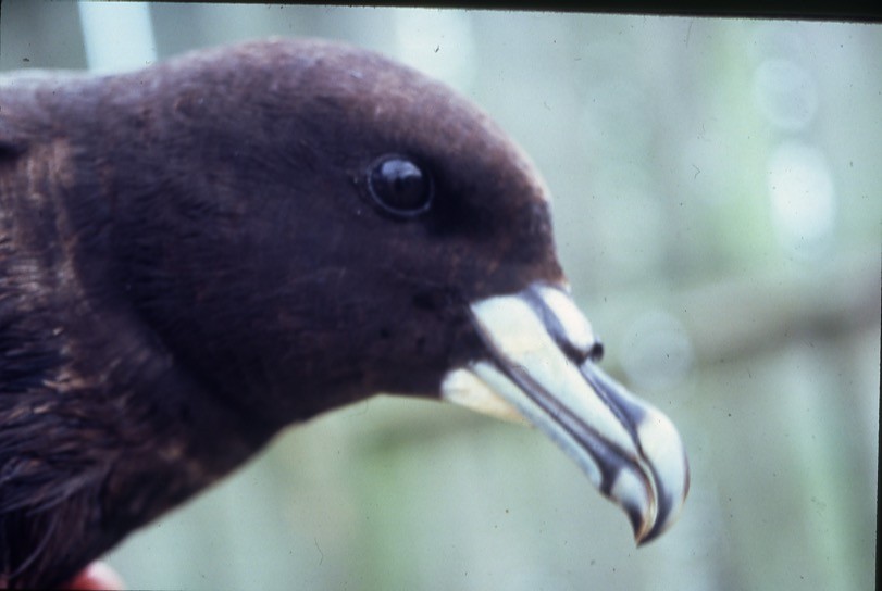 Weißkinn-Sturmvogel - ML409188491