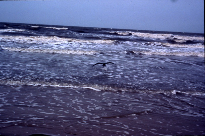 White-chinned Petrel - ML409188511