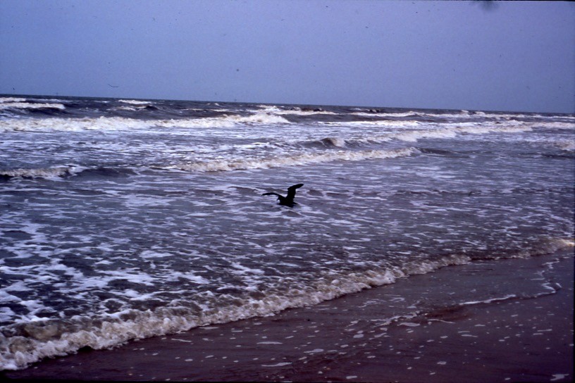 White-chinned Petrel - ML409188521