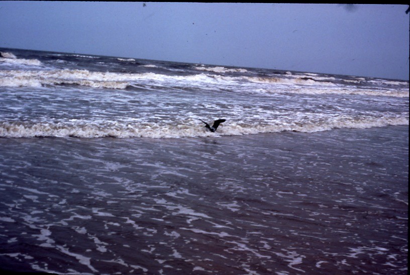 White-chinned Petrel - ML409188531