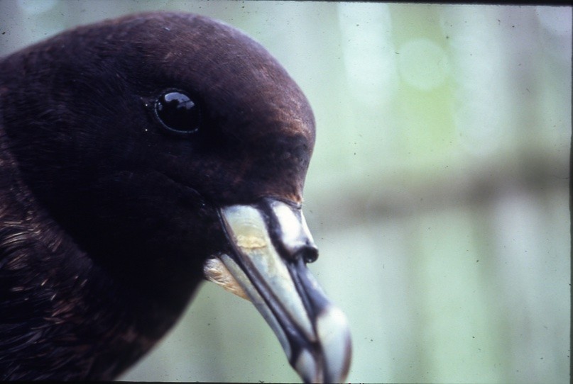 Weißkinn-Sturmvogel - ML409188561