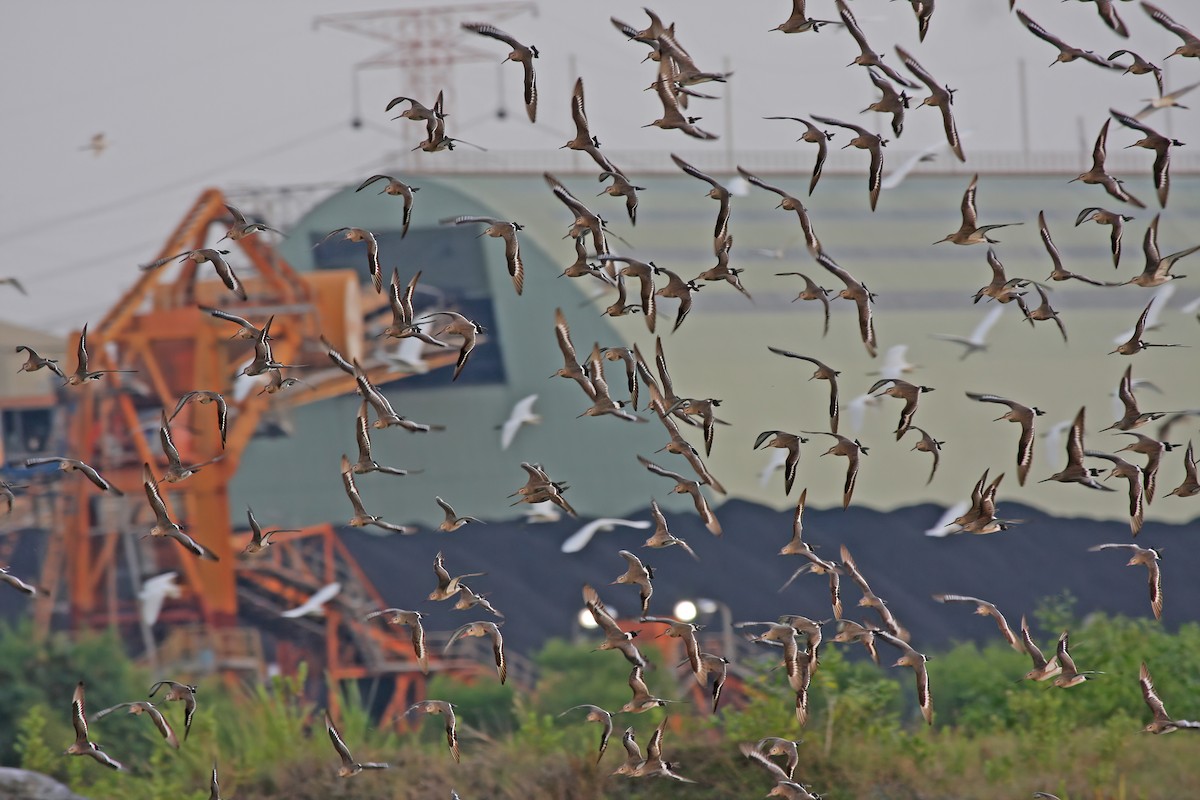 Black-tailed Godwit - ML409189951