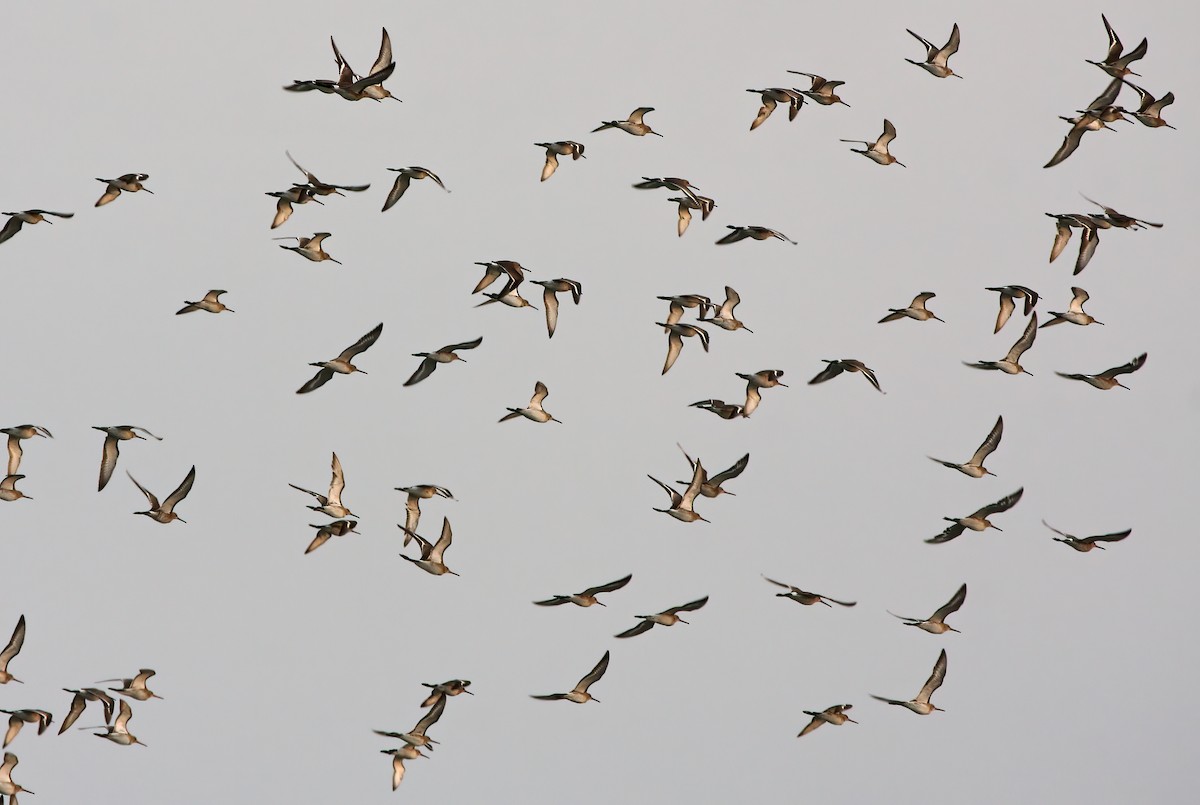 Black-tailed Godwit - ML409189961