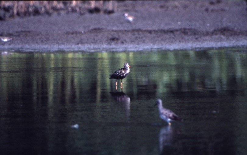 Spotted Redshank - ML409189981