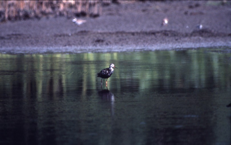 Spotted Redshank - ML409189991