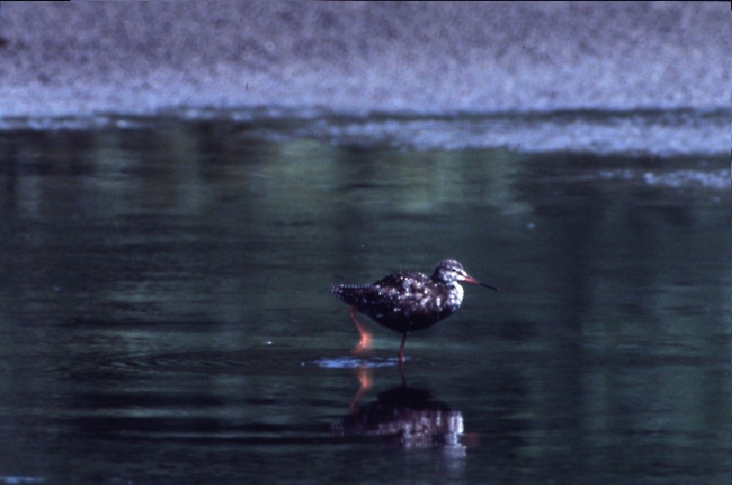 Spotted Redshank - ML409190001