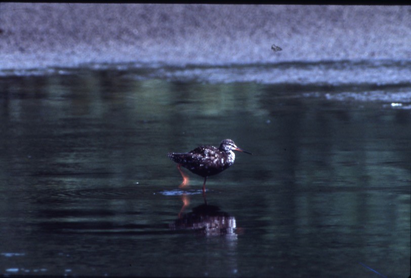 Spotted Redshank - ML409190011