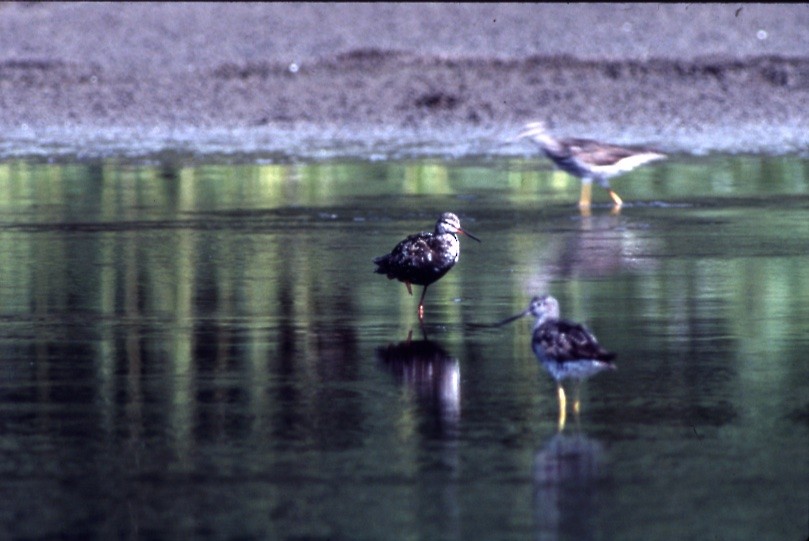 Spotted Redshank - ML409190021