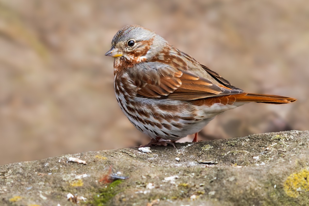 Fox Sparrow (Red) - Brad Imhoff