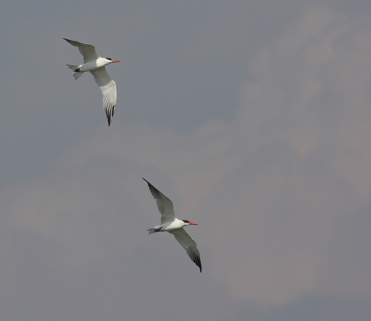 Caspian Tern - ML409190291