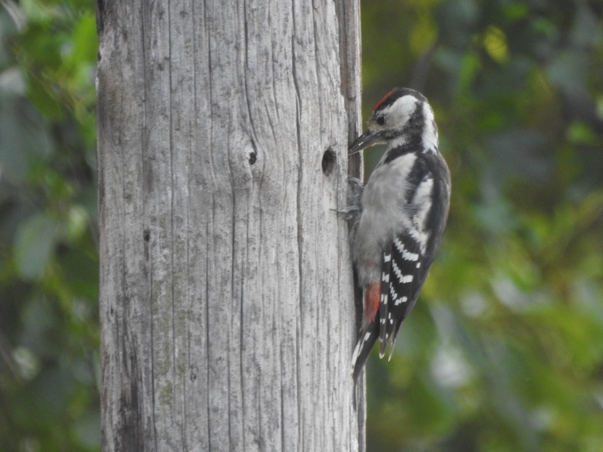 Great Spotted Woodpecker - Lucie Dobiášová