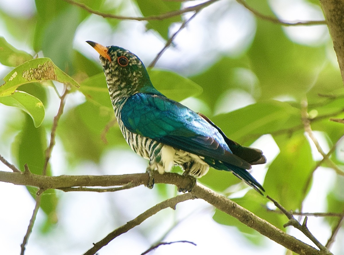 Asian Emerald Cuckoo - ML409191951