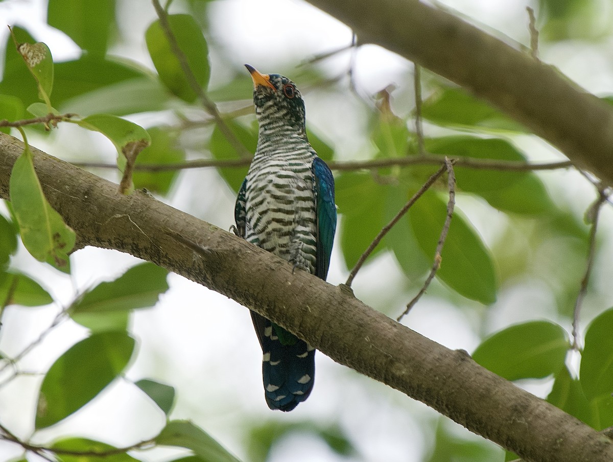 Asian Emerald Cuckoo - Ramesh T