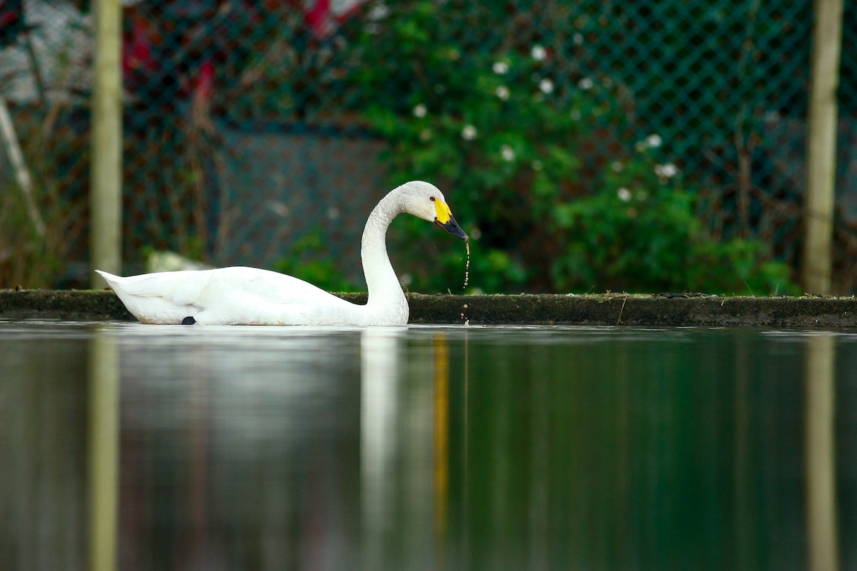 Tundra Swan - ML409195461