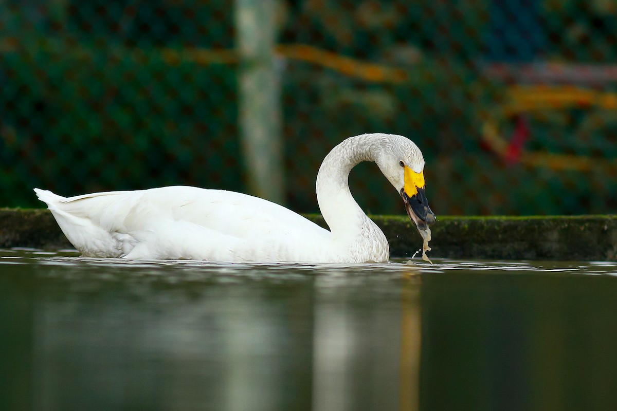 Tundra Swan - ML409195501