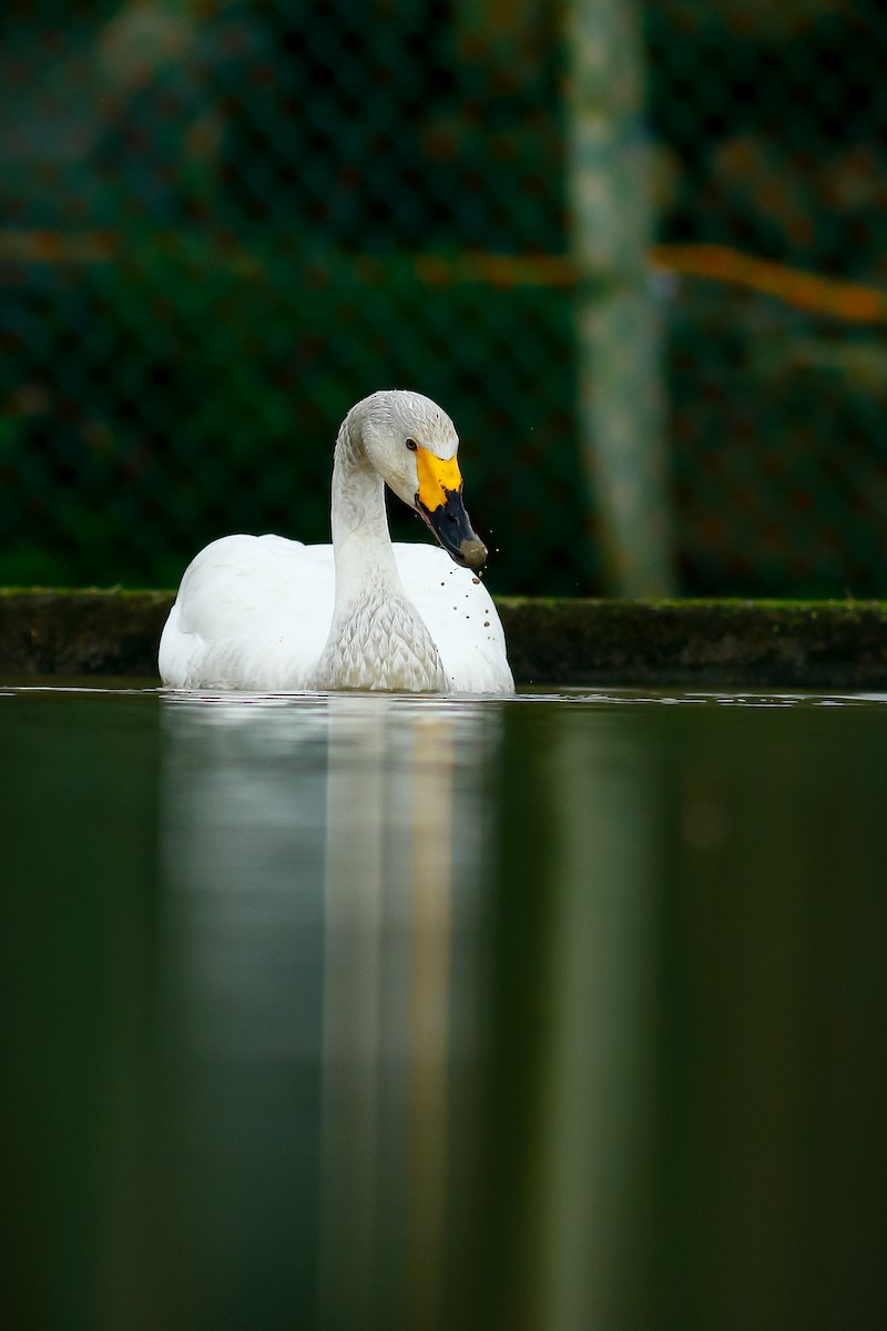 Cygne siffleur - ML409195531