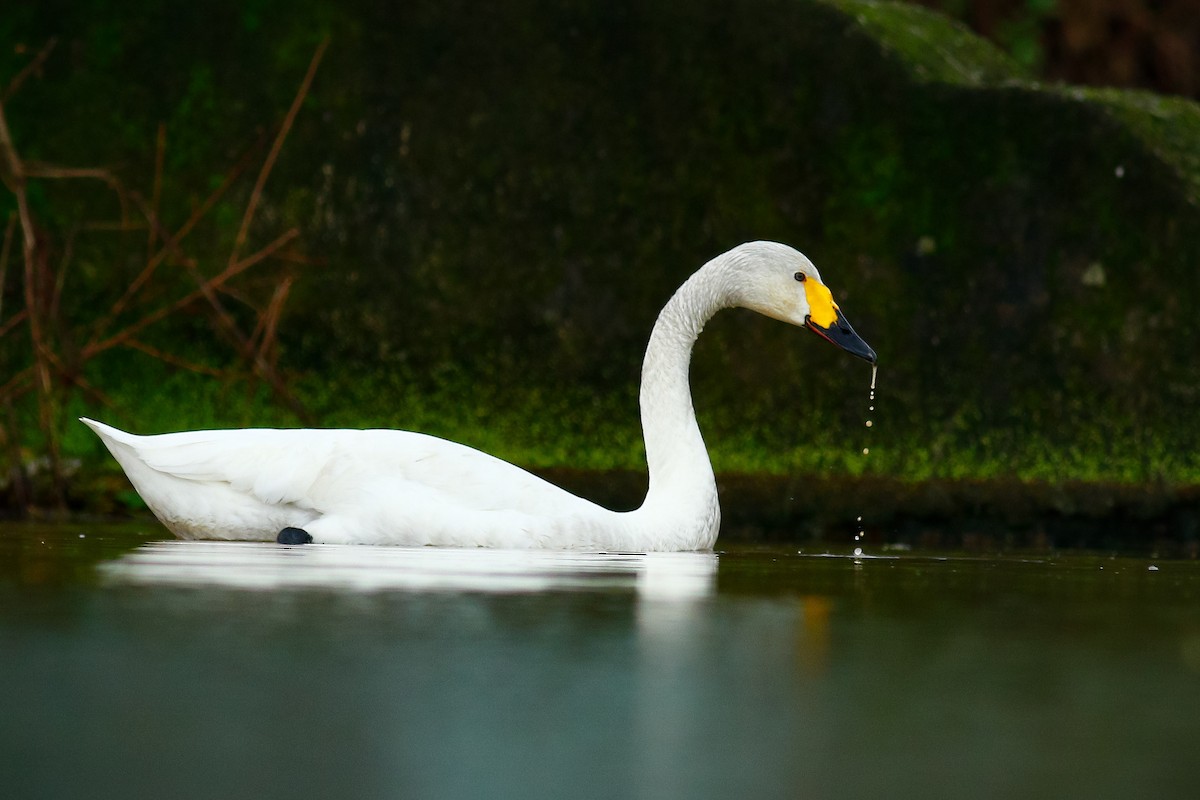 Tundra Swan - ML409195601