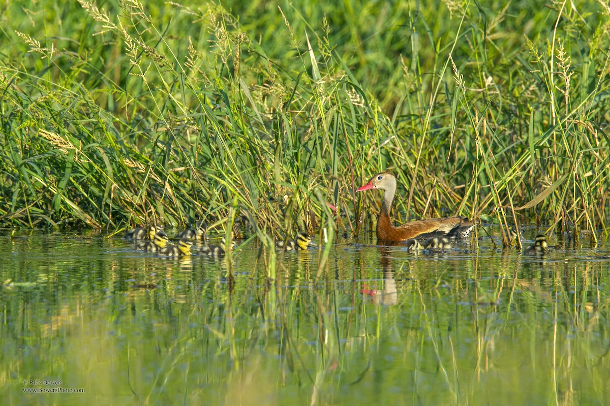 Black-bellied Whistling-Duck - Rick Bowers