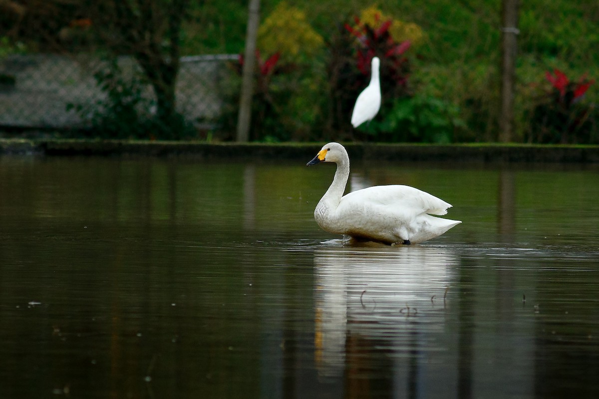 Tundra Swan - ML409195661