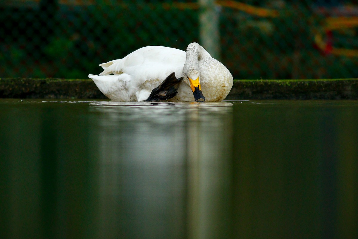 Tundra Swan - ML409195701