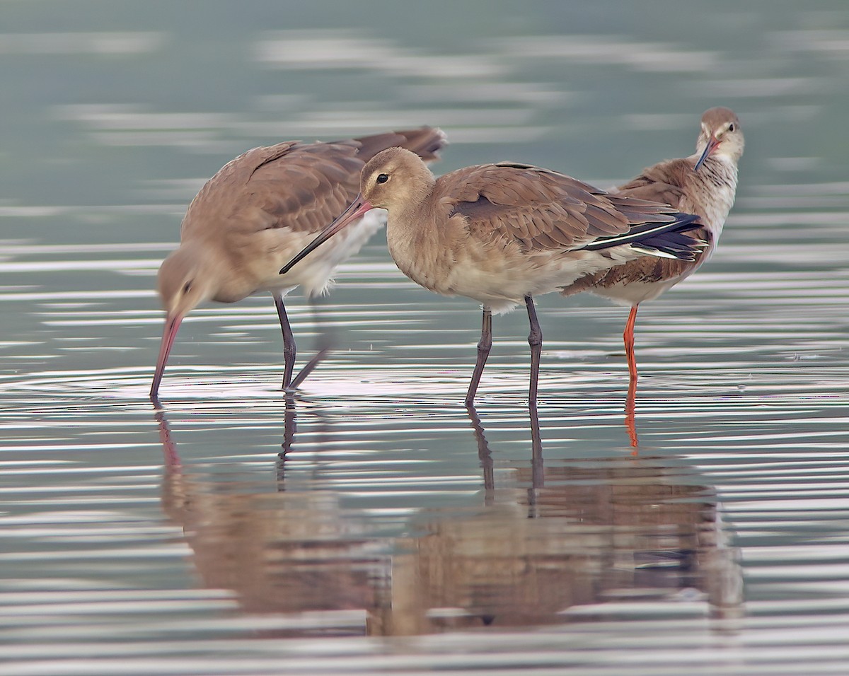 Black-tailed Godwit - ML409195751