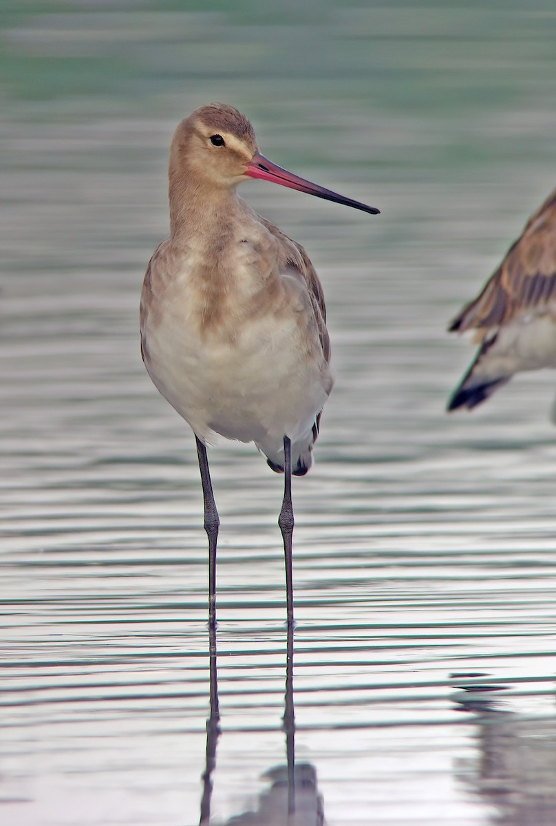 Black-tailed Godwit - ML409195761