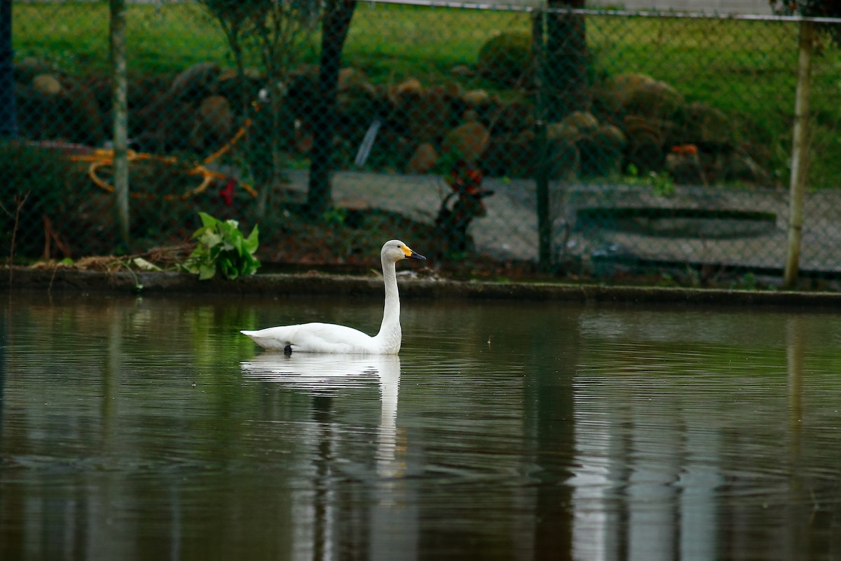 Cygne siffleur - ML409195801