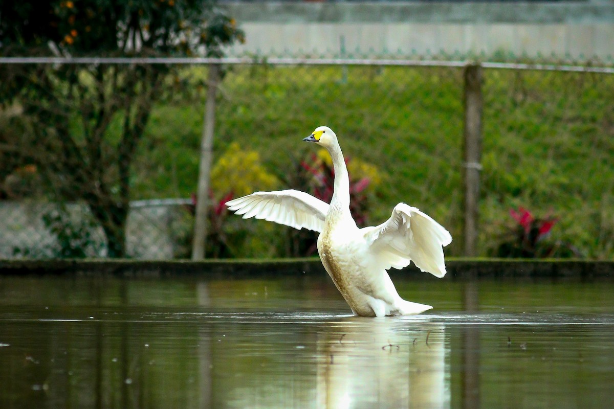 Tundra Swan - ML409195851