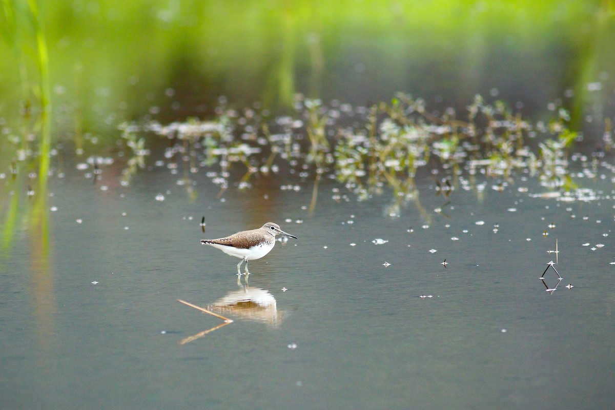 Green Sandpiper - ML409195881