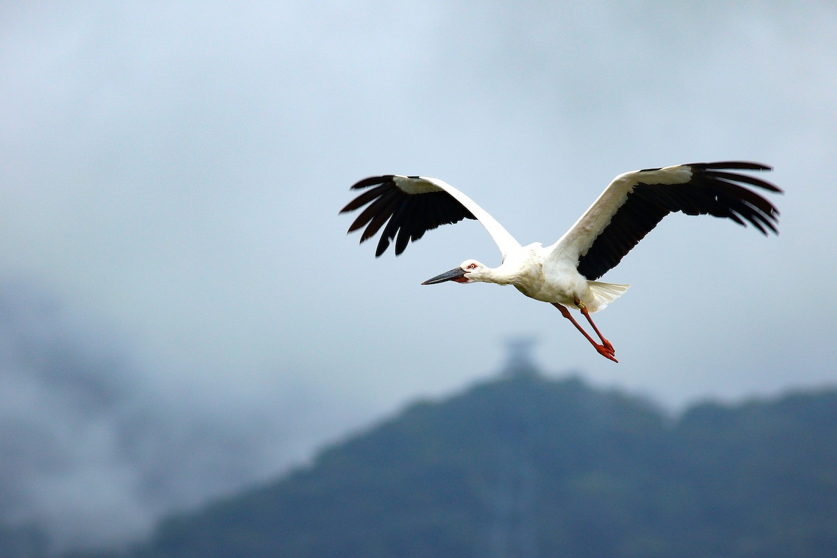 Oriental Stork - ML409195911