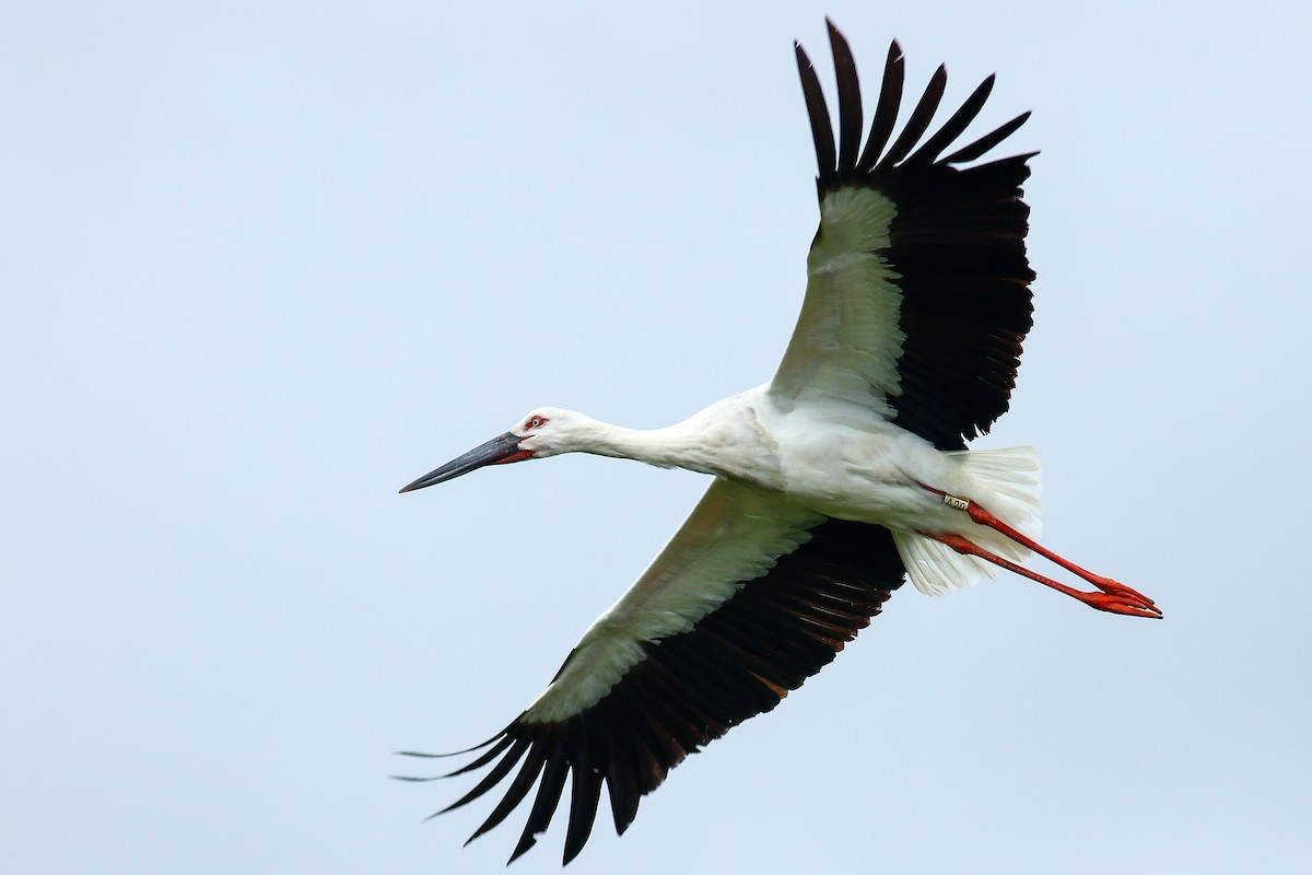 Schwarzschnabelstorch - ML409195921