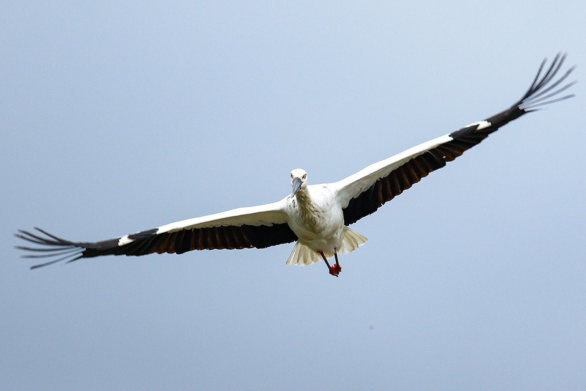 Oriental Stork - ML409195931
