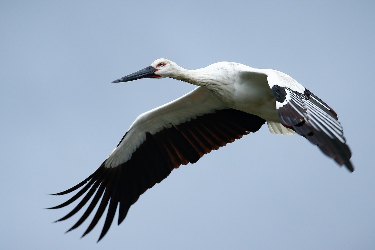 Oriental Stork - ML409195941