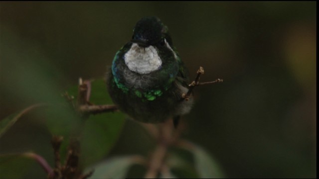 White-throated Mountain-gem (Gray-tailed) - ML409196