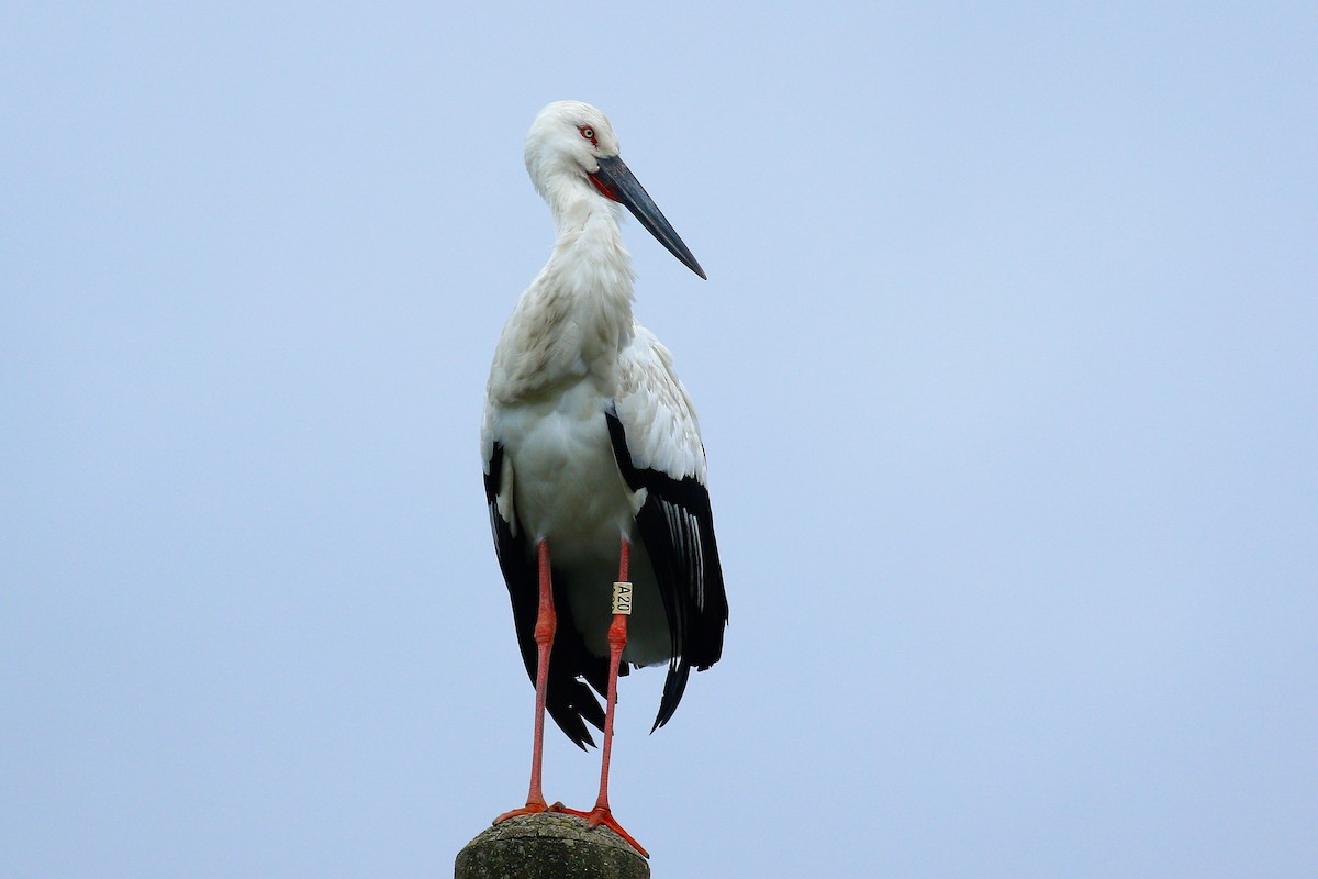 Oriental Stork - ML409196011