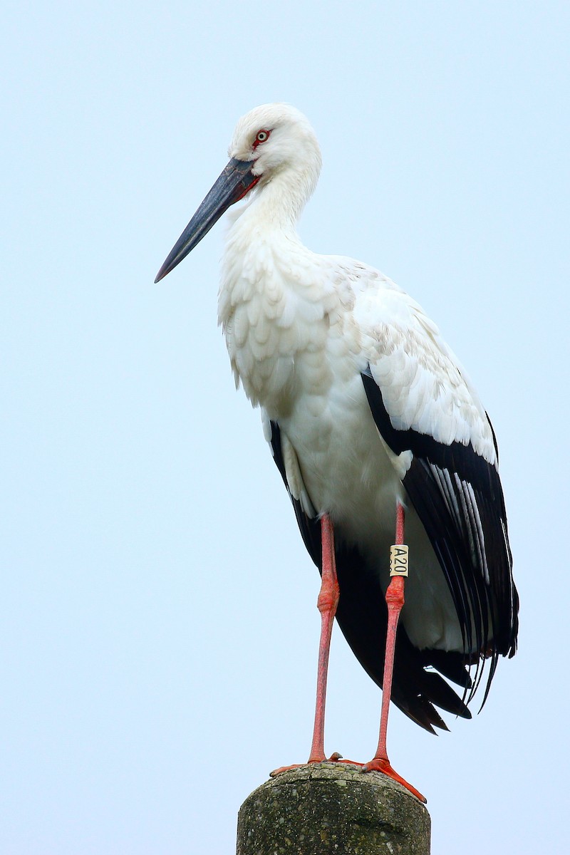 Oriental Stork - ML409196081