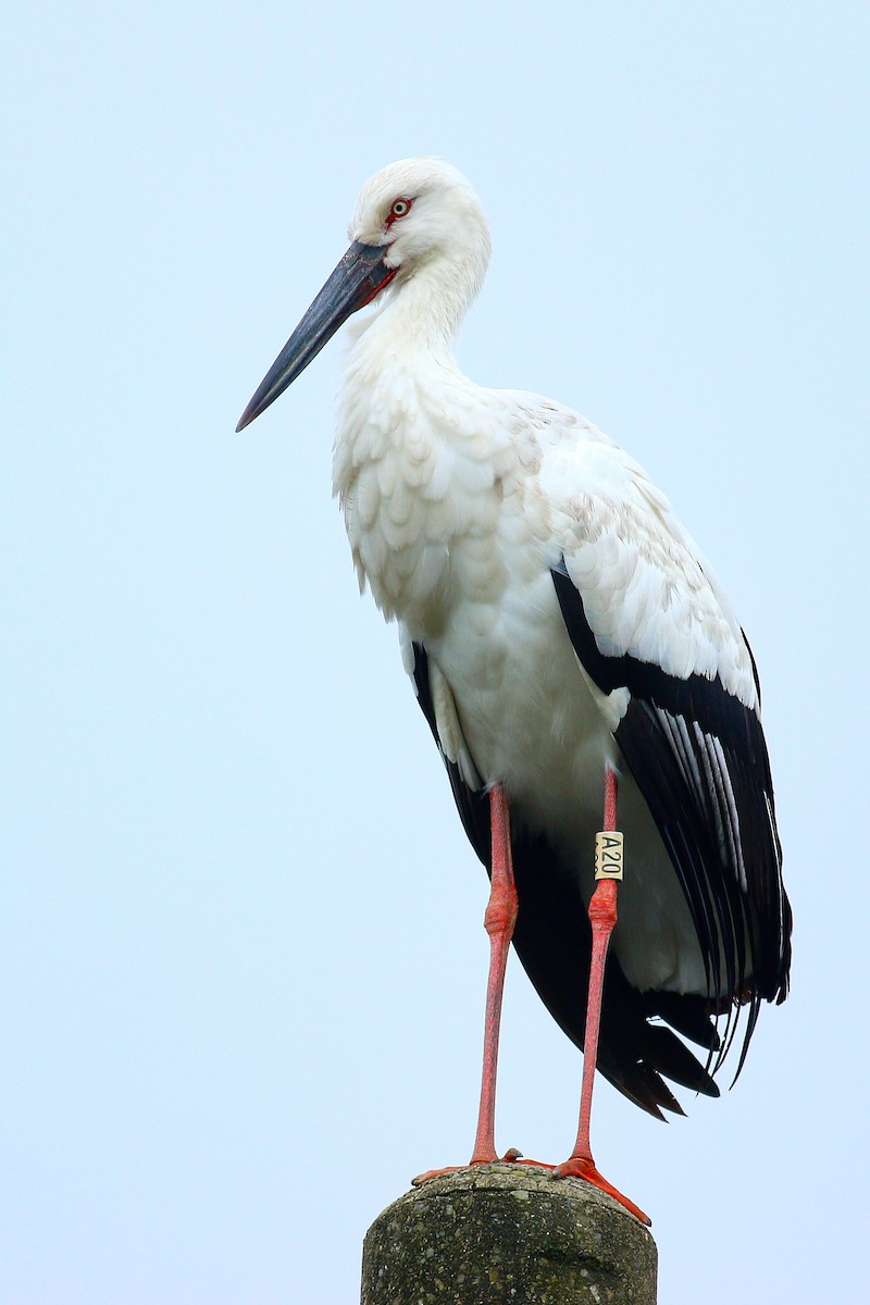 Cigogne orientale - ML409196081